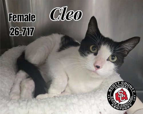 Cleo