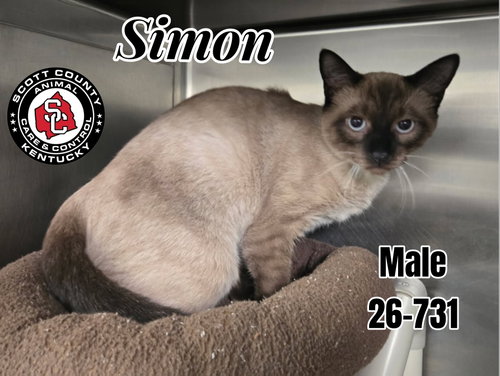 Simon