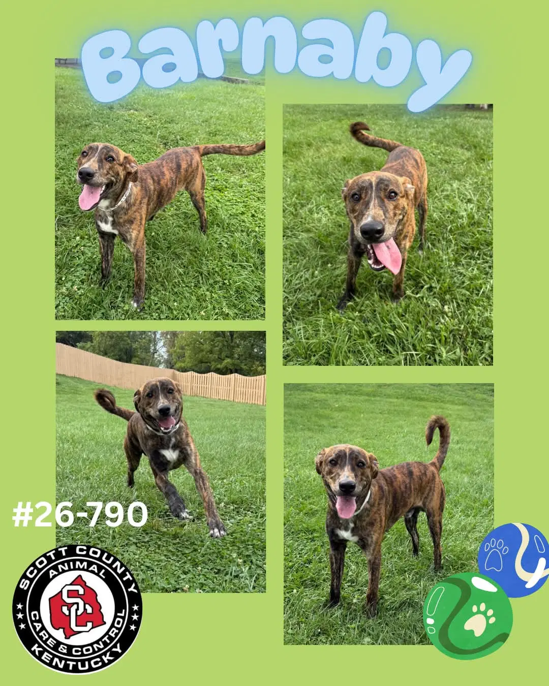 Barnaby - Mountain Cur