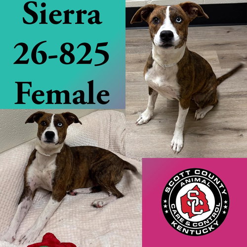 picture of the dog needing adoption