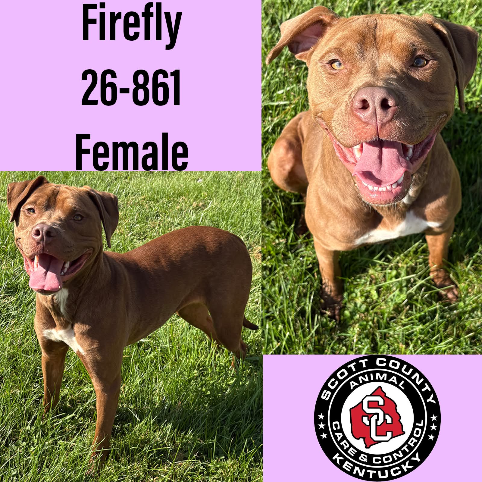 Firefly