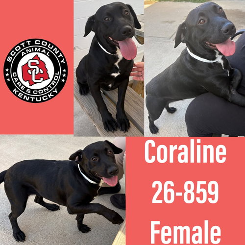 picture of the dog needing adoption