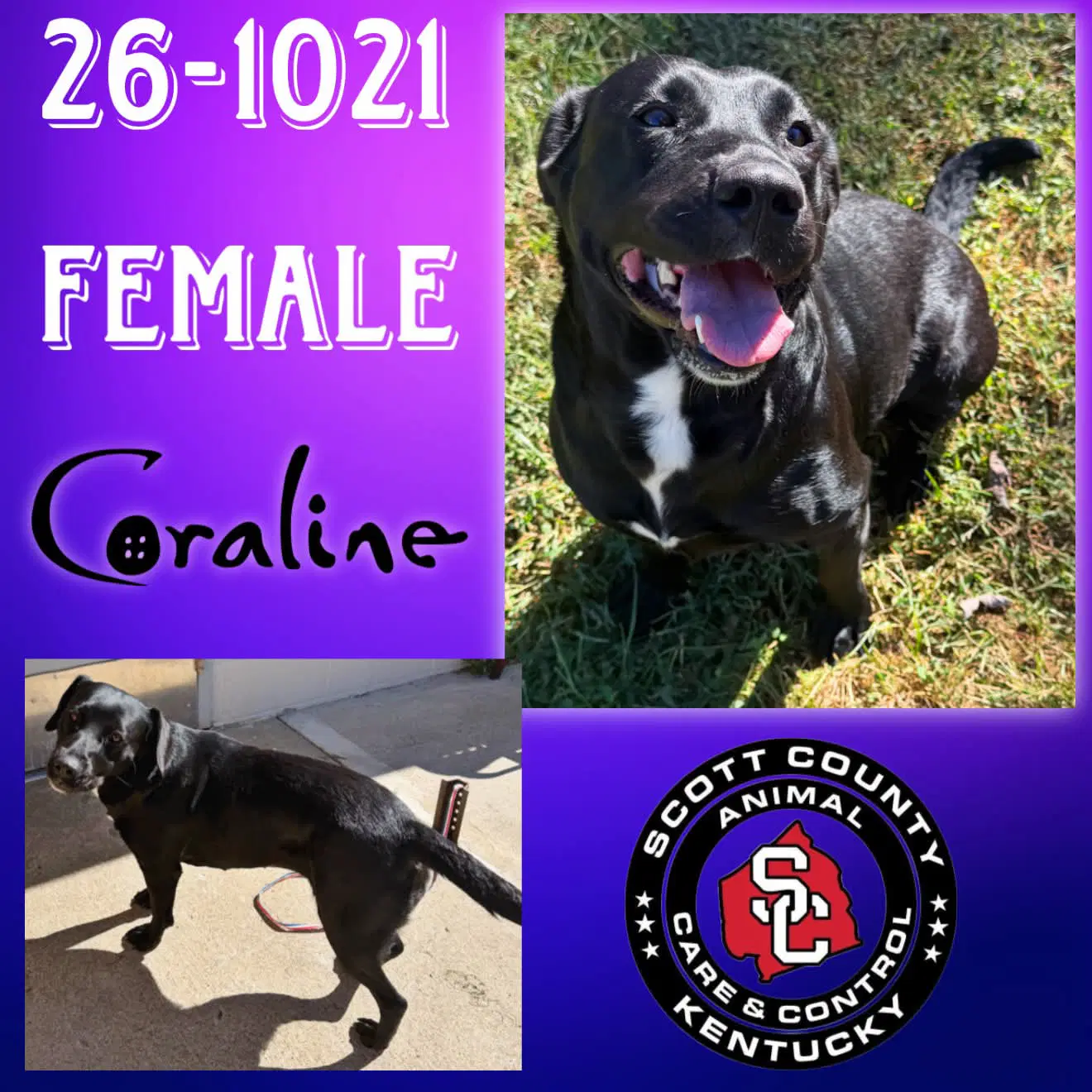 Coraline - Labrador Retriever
