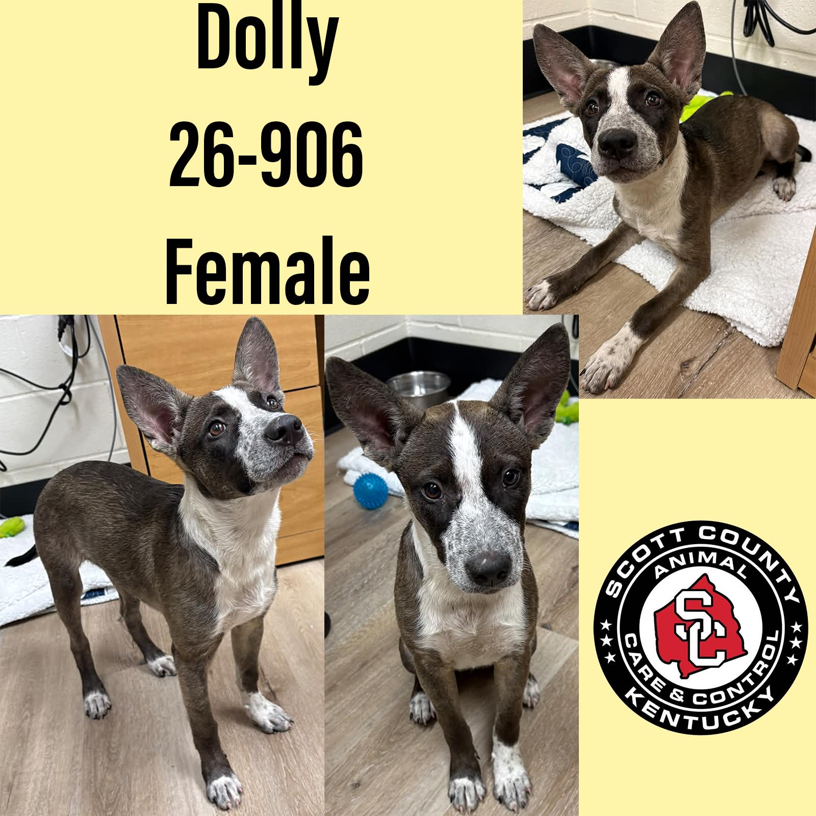 Dolly
