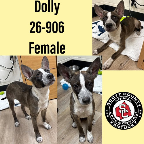 picture of the dog needing adoption