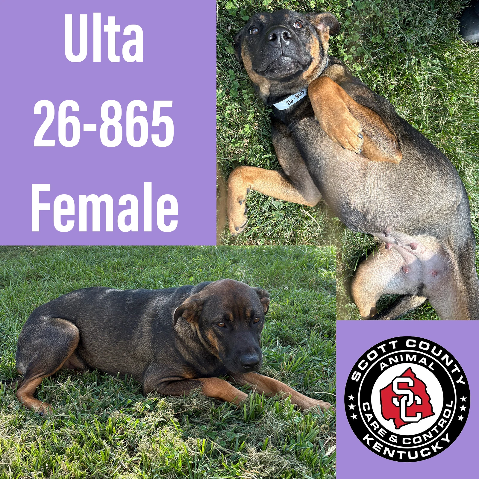 Ulta