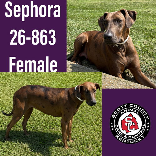 picture of the dog needing adoption