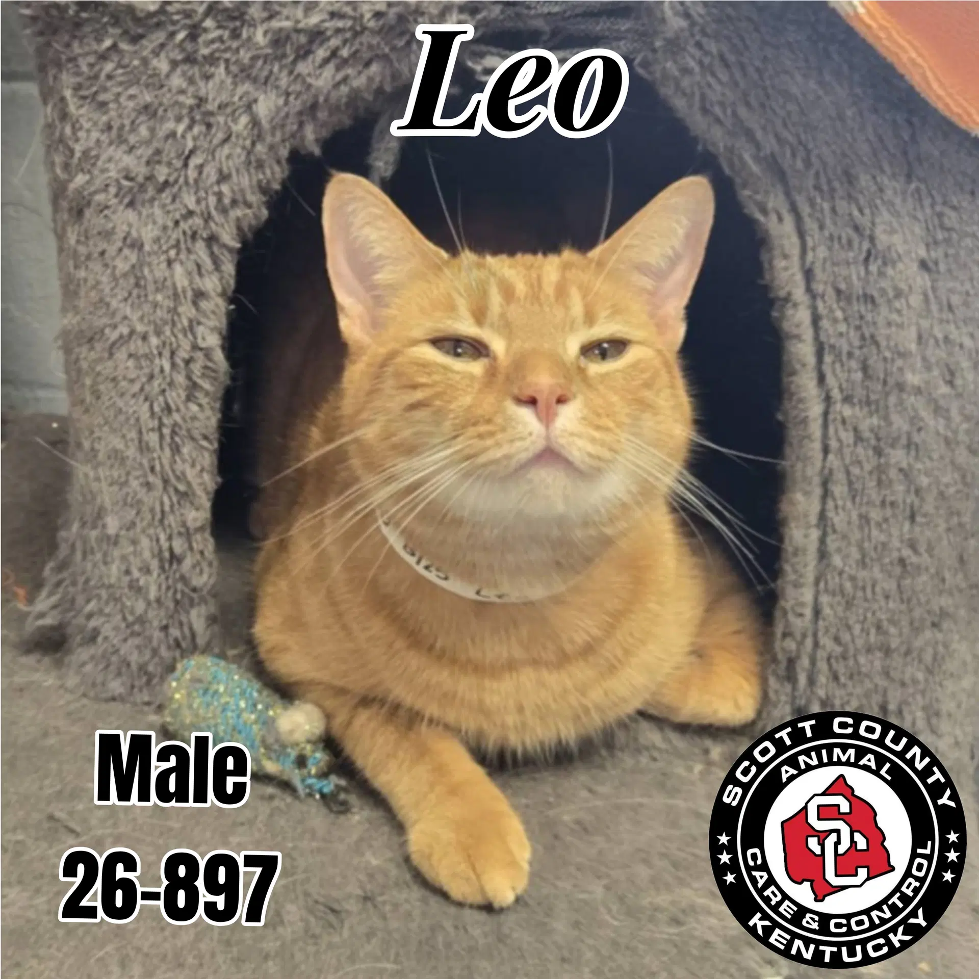 Leo - Domestic Short Hair