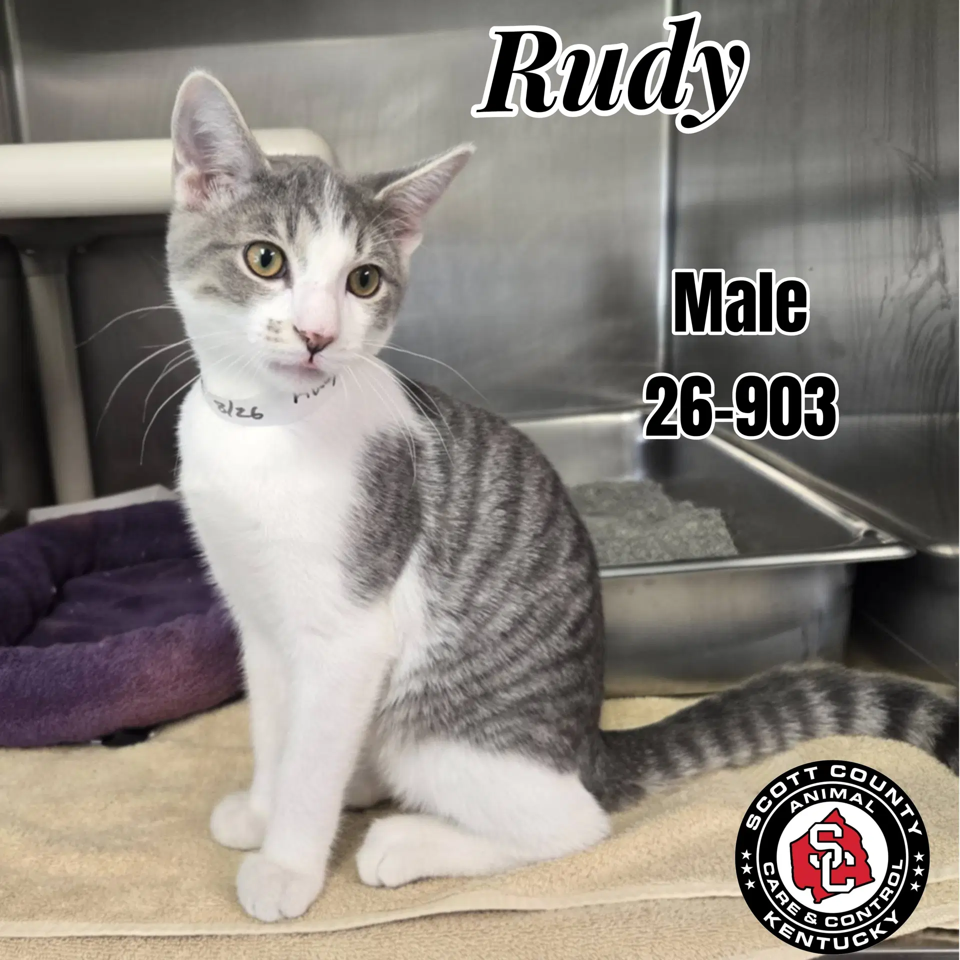 Rudy - Domestic Short Hair