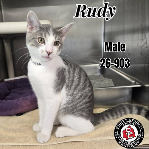 picture of the cat needing adoption