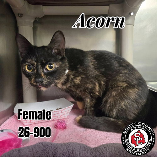 picture of the cat needing adoption