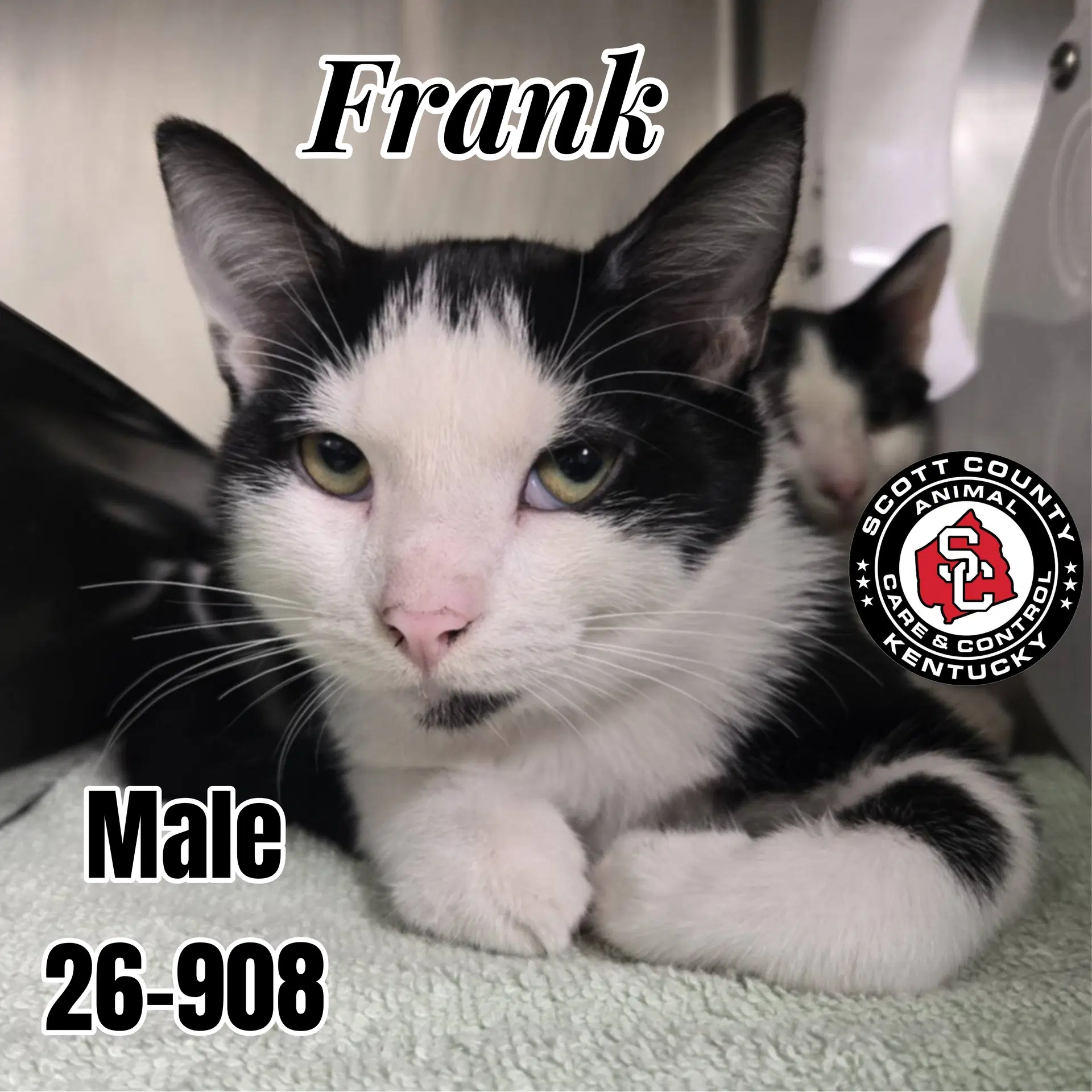 Frank - Domestic Short Hair