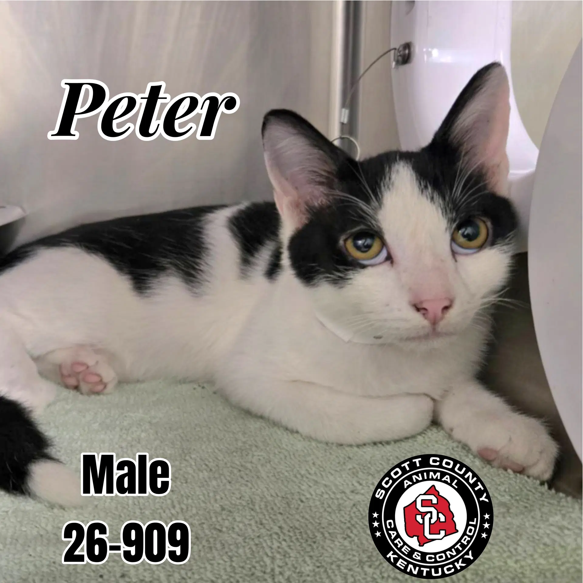 Peter - Domestic Short Hair
