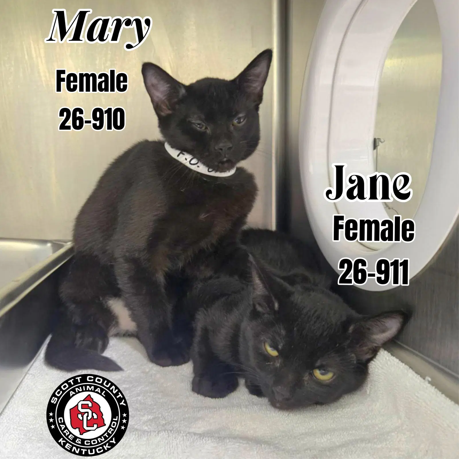 Jane - Domestic Short Hair