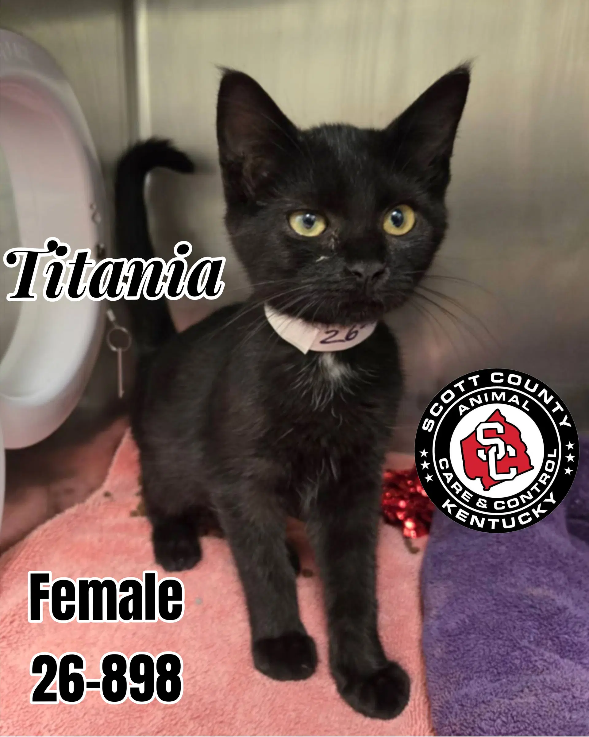 Titania - Domestic Short Hair
