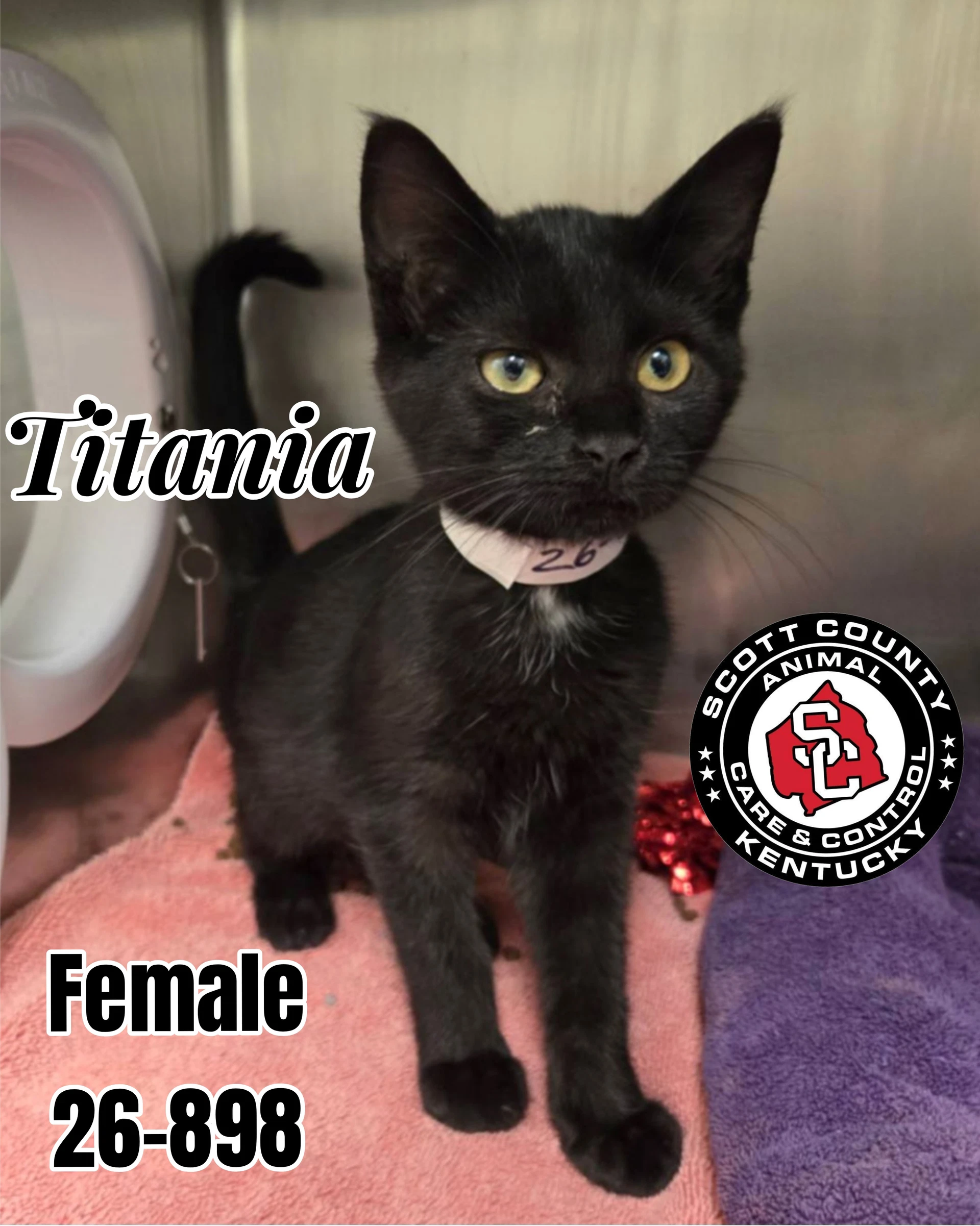 Titania
