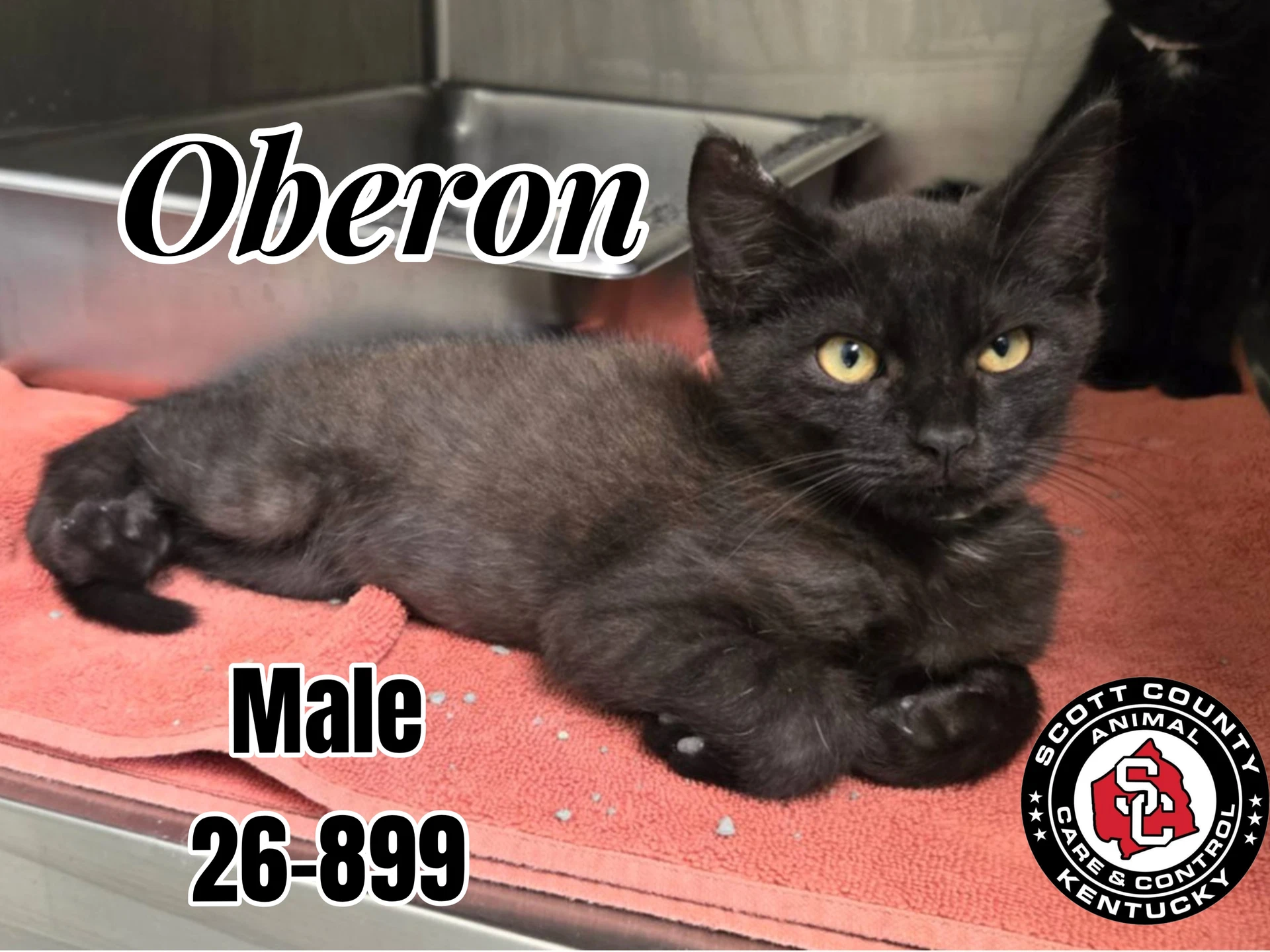 Oberon