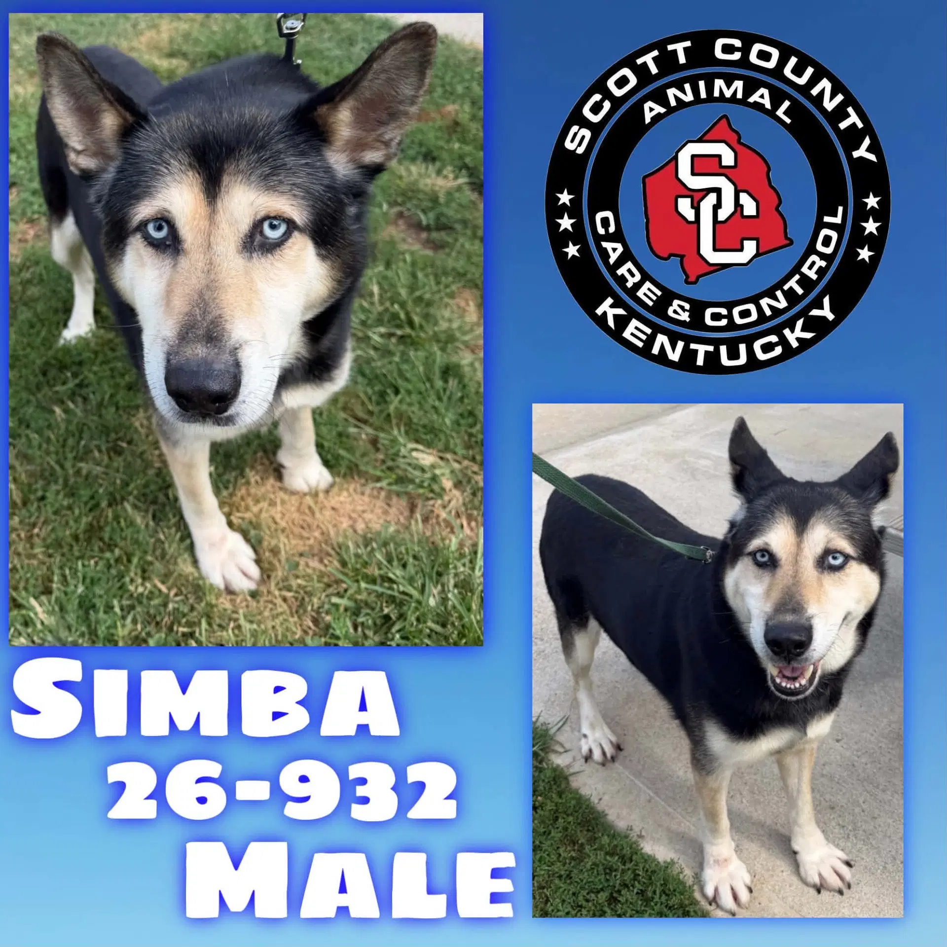 Simba image 1