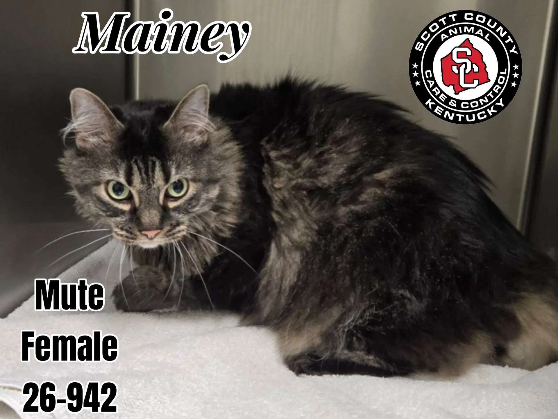 Mainey - Domestic Long Hair