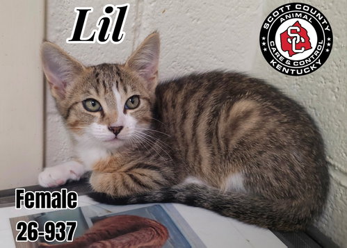picture of the cat needing adoption