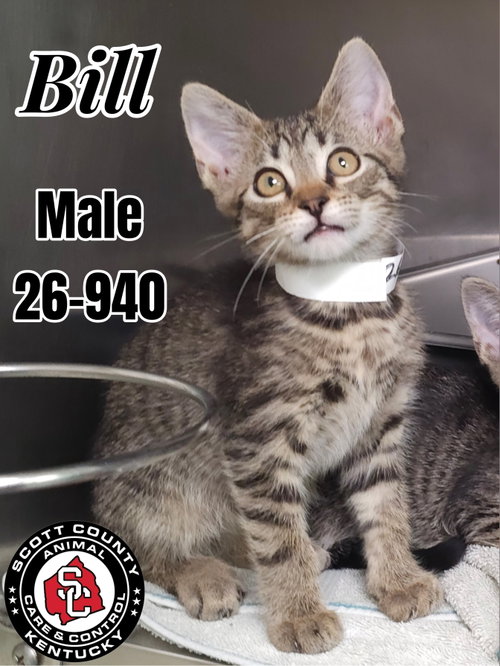 picture of the cat needing adoption