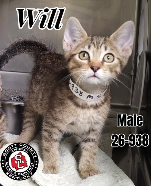 picture of the cat needing adoption