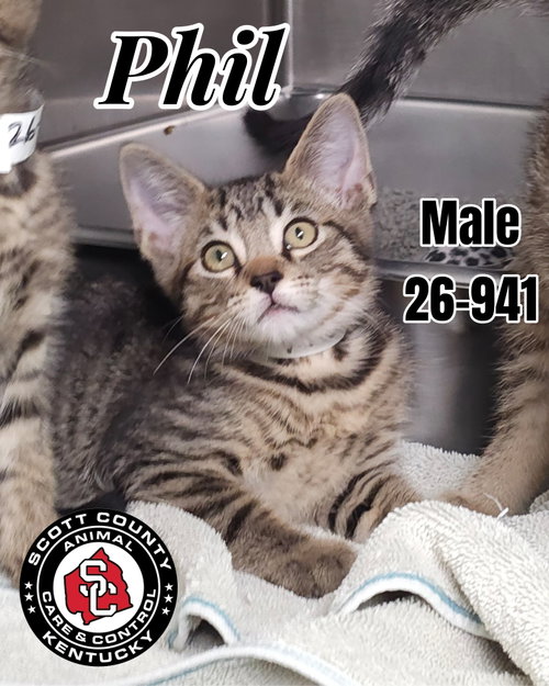 picture of the cat needing adoption