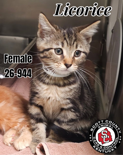 picture of the cat needing adoption