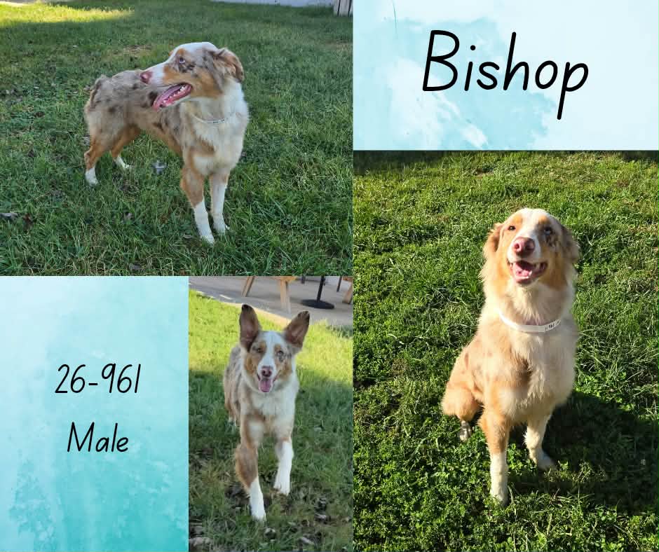 Bishop