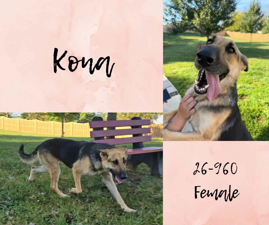 Kona - German Shepherd Dog
