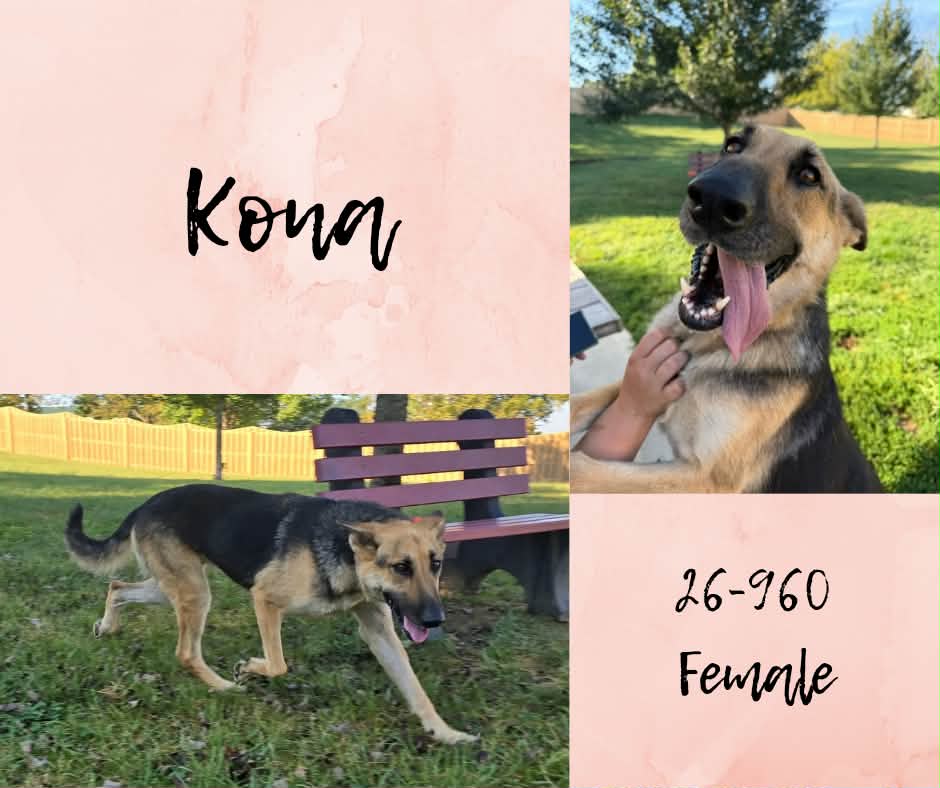 Kona