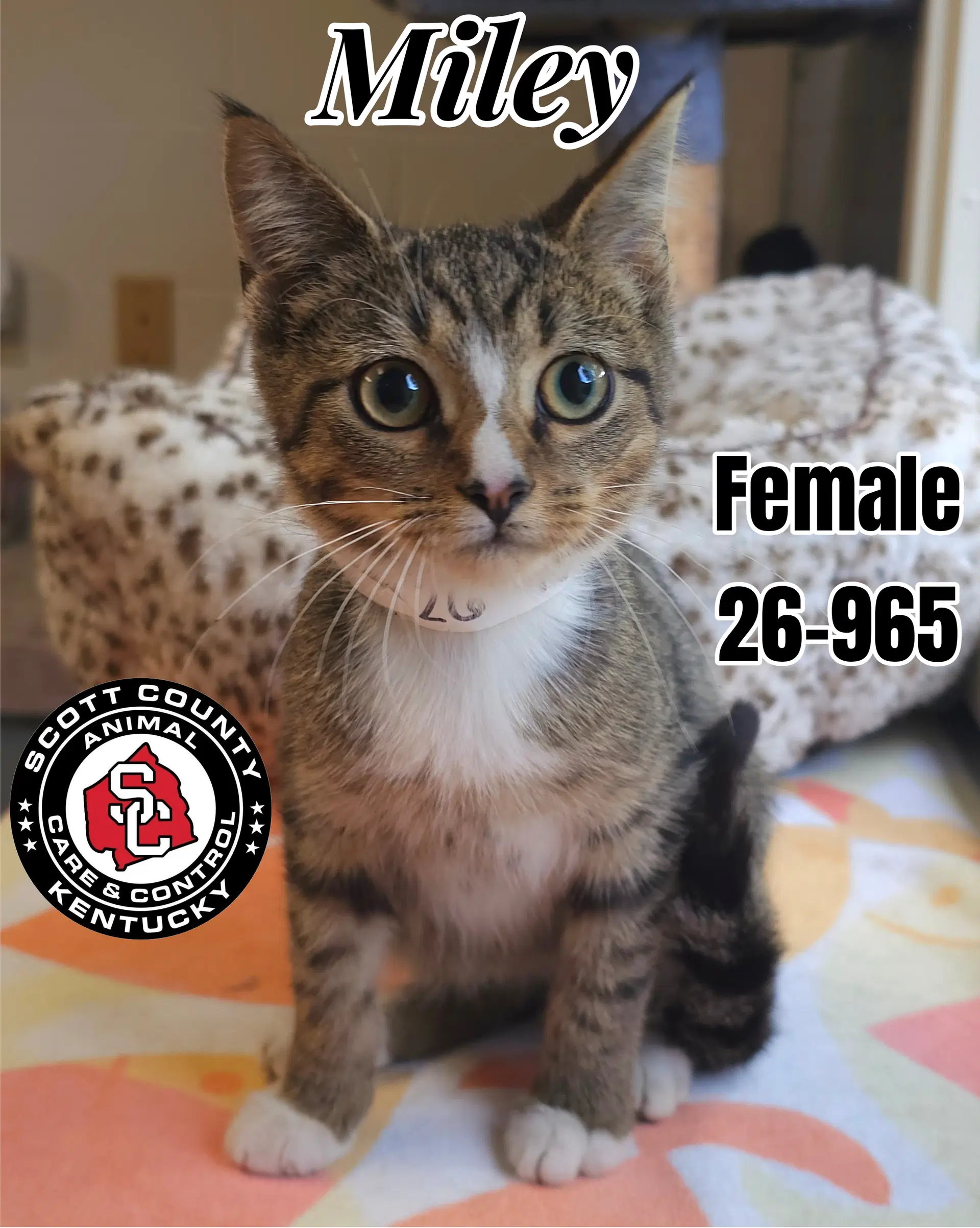 Miley - Domestic Short Hair