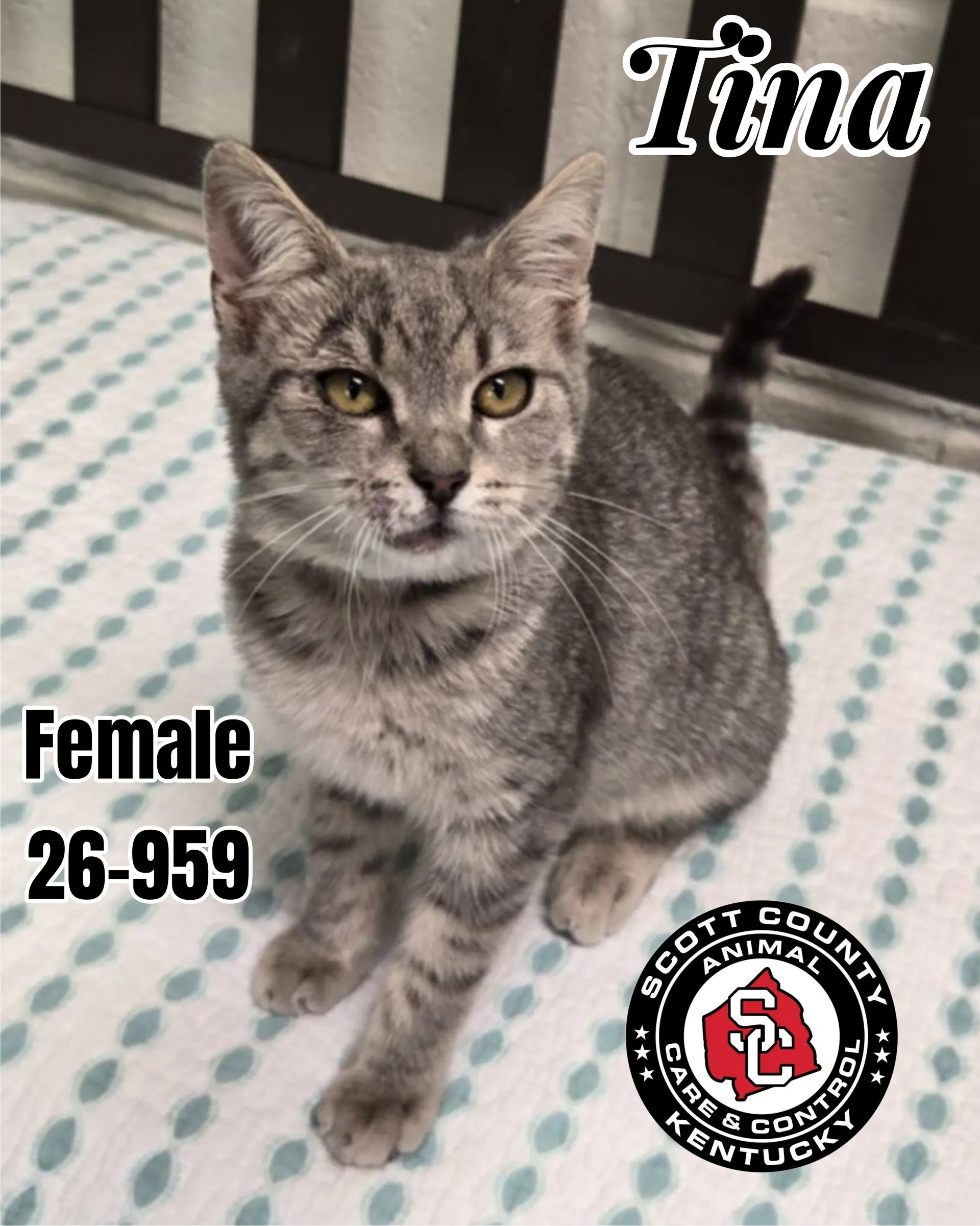 Tina - Domestic Short Hair