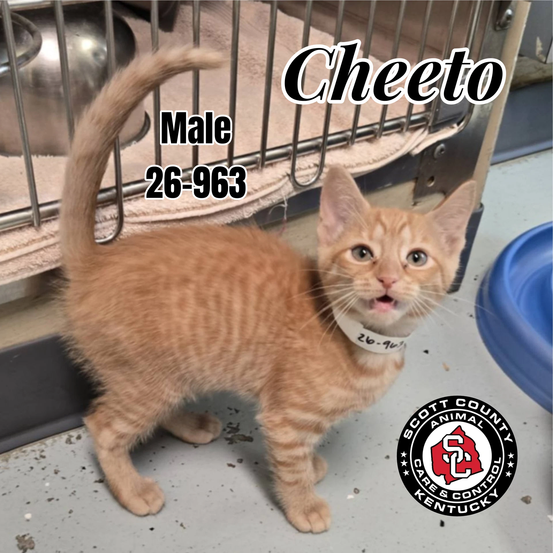 Cheeto