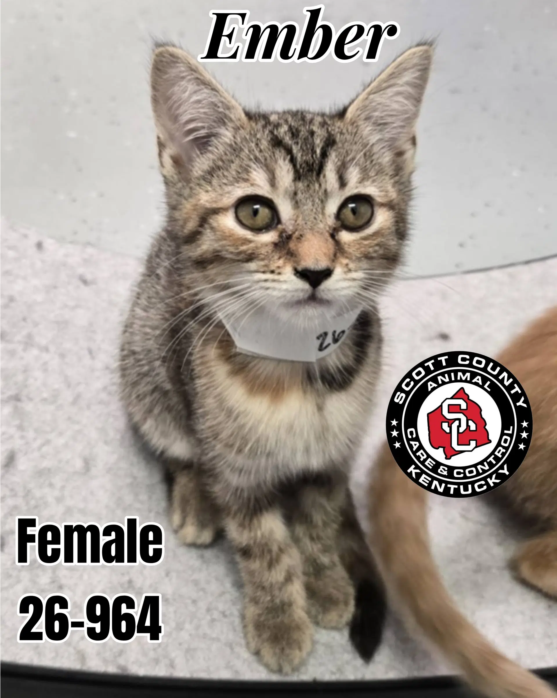 Ember - Domestic Short Hair