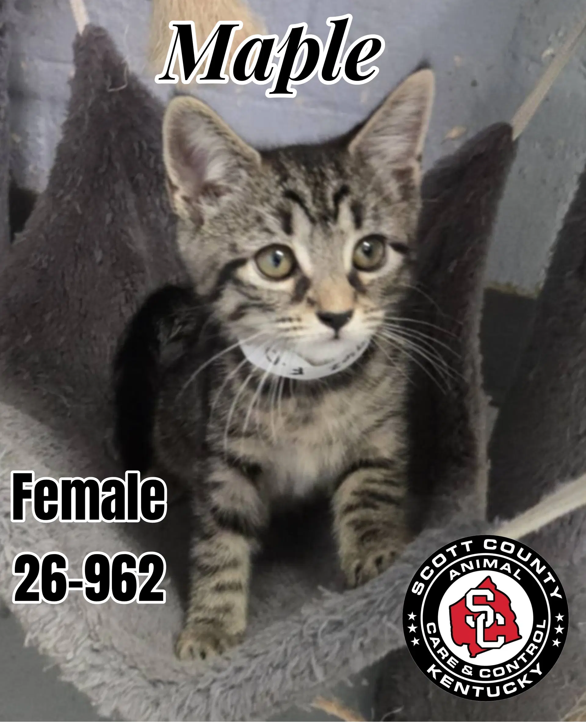 Maple - Domestic Short Hair