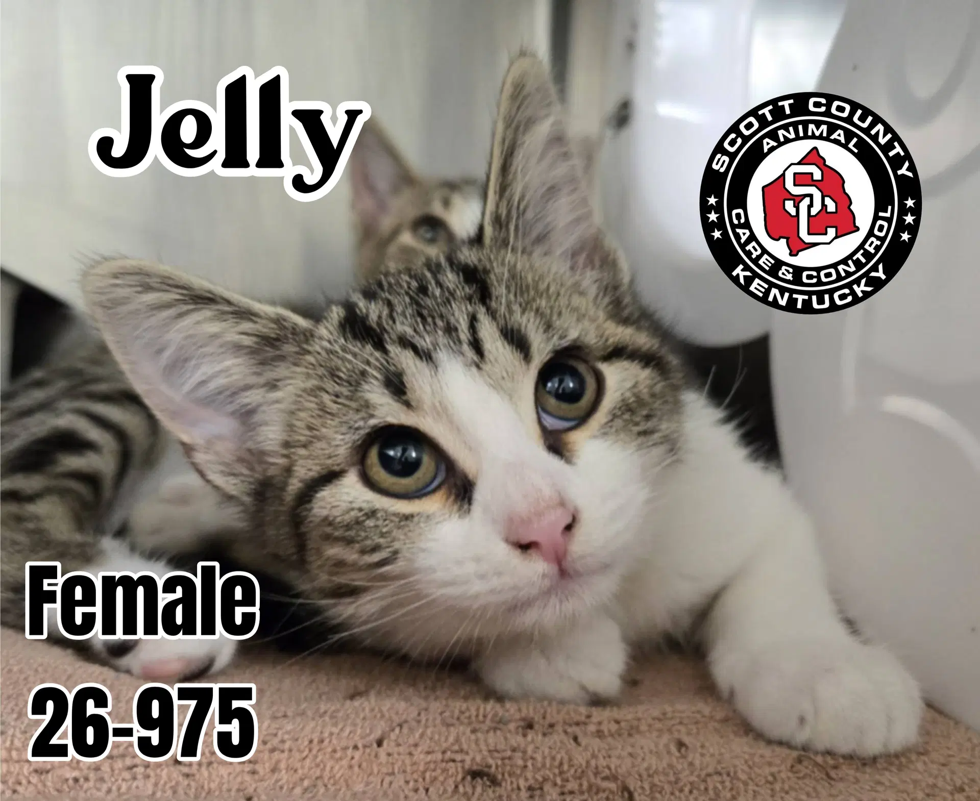 Jelly - Domestic Short Hair