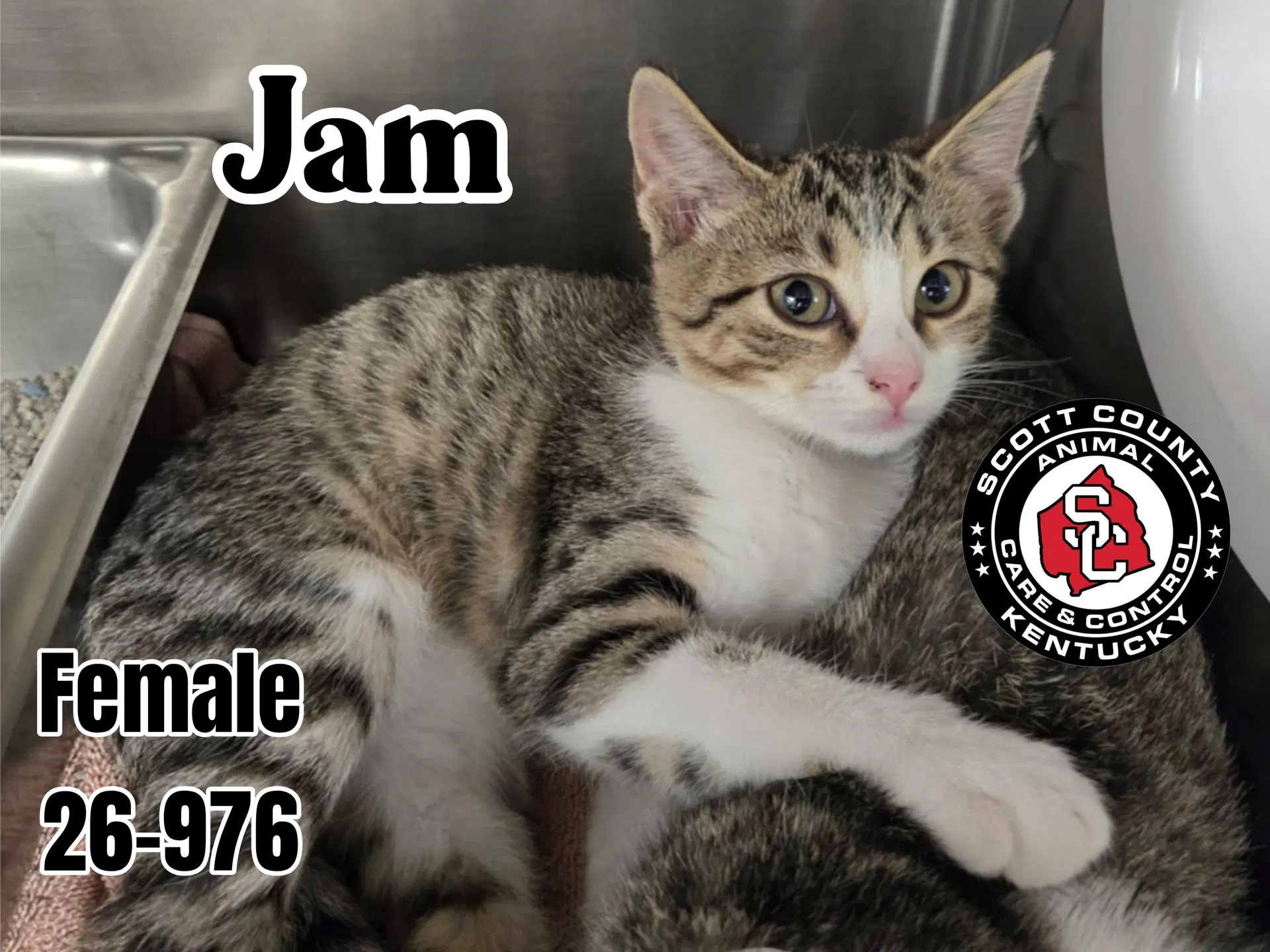 Jam - Domestic Short Hair
