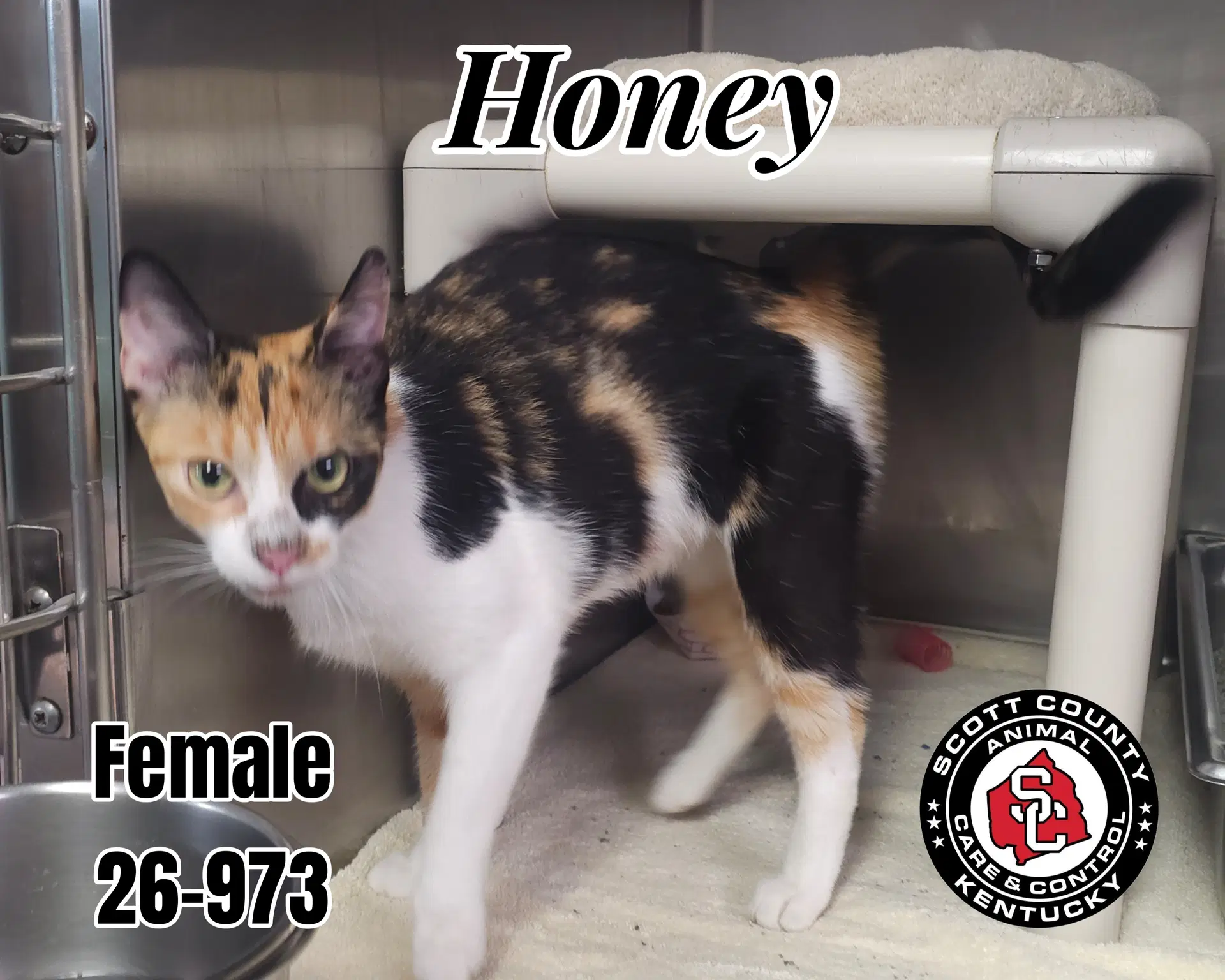 Honey - Domestic Short Hair