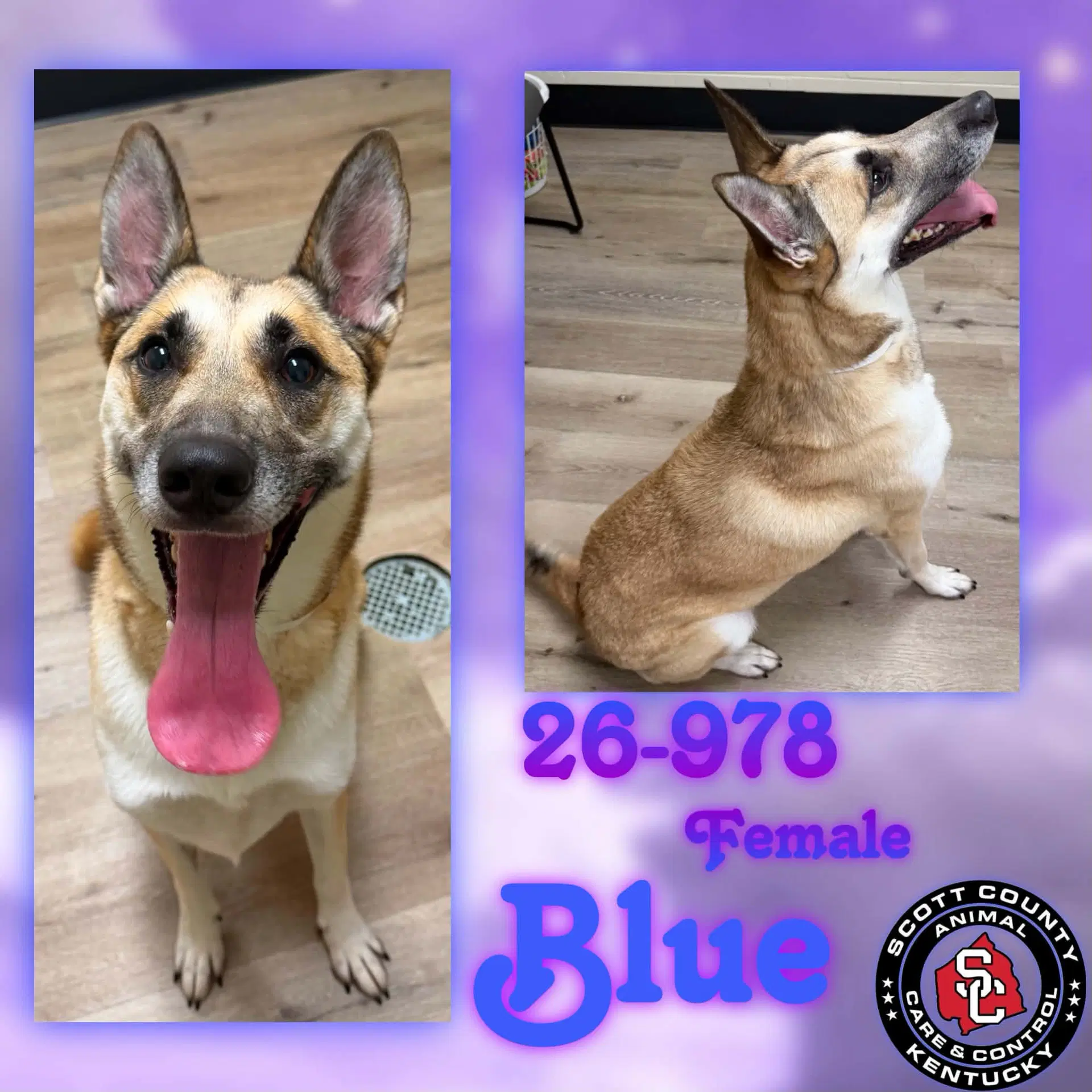 Blue - German Shepherd Dog