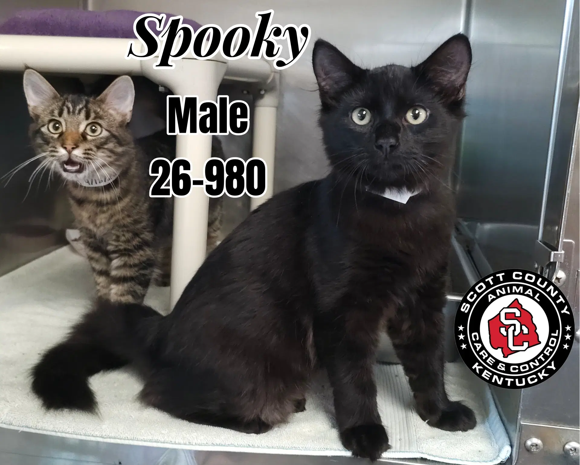 Spooky - Domestic Medium Hair