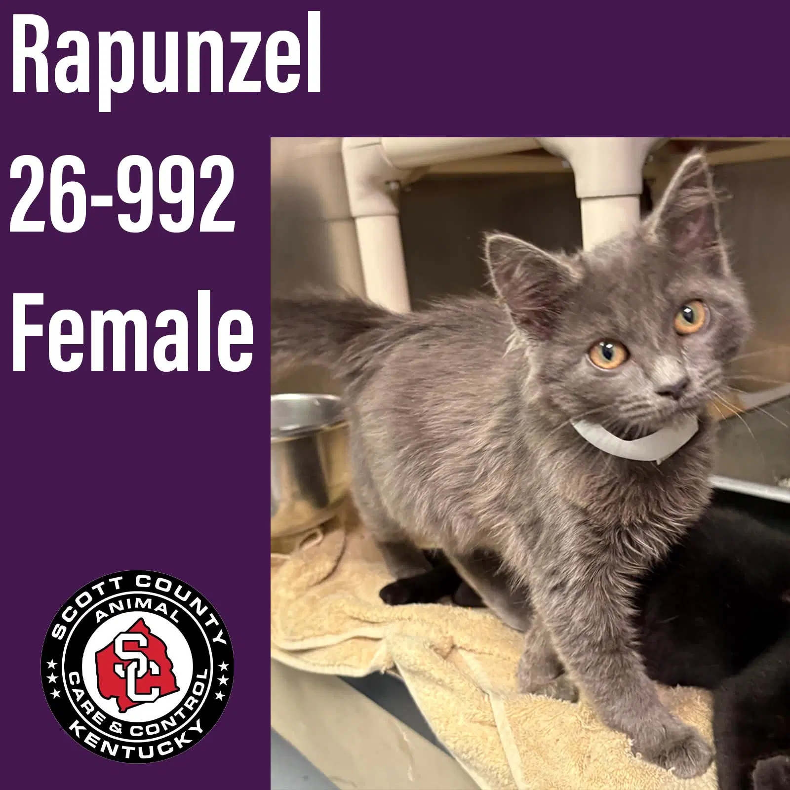 Rapunzel - Domestic Short Hair