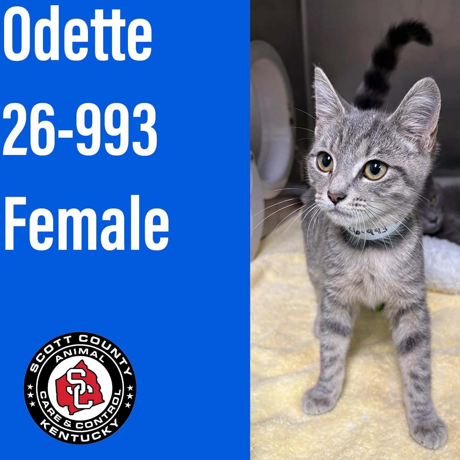 Odette - Domestic Short Hair
