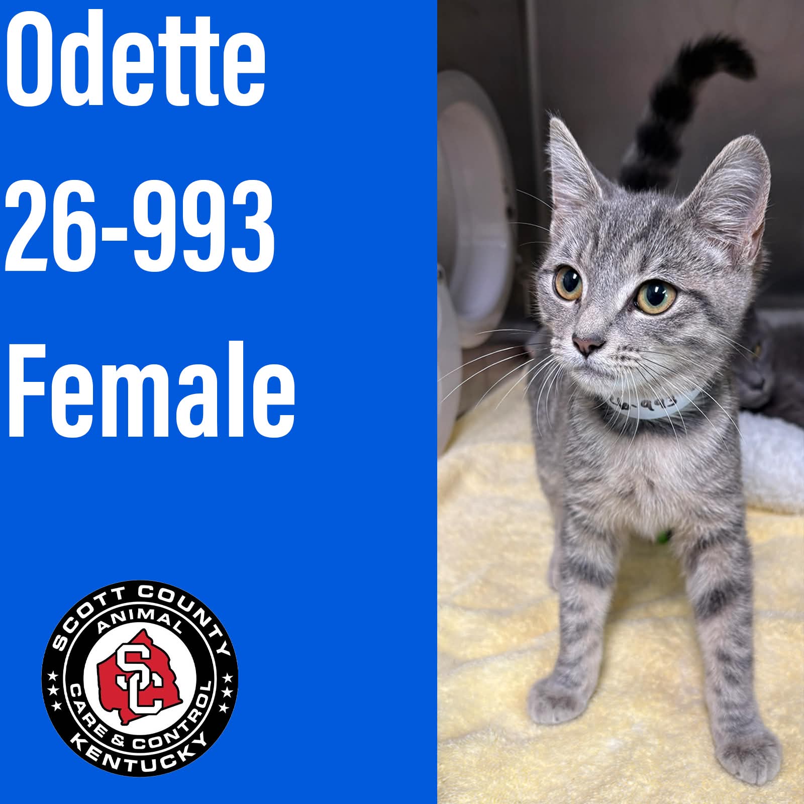 Odette