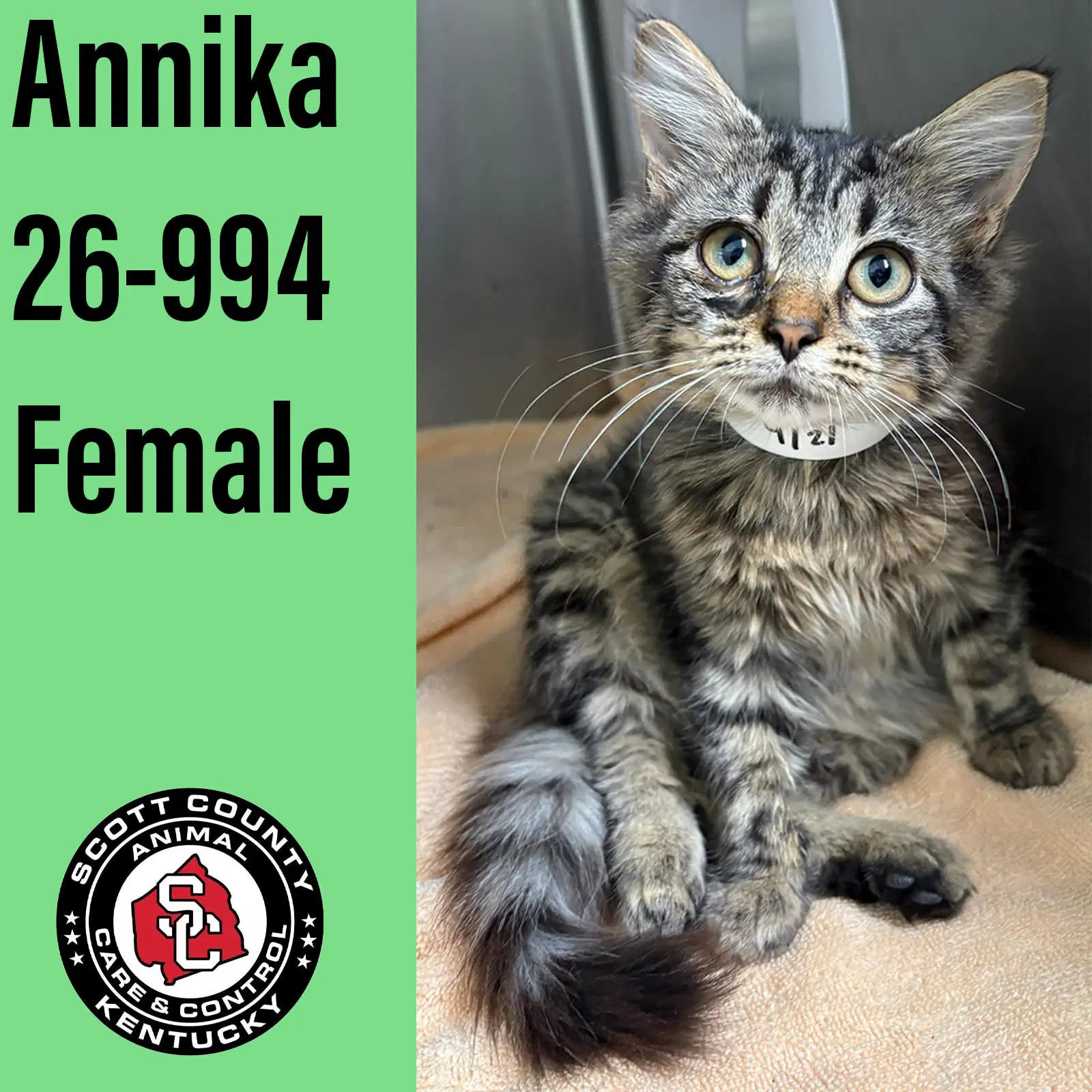 Annika - Domestic Medium Hair