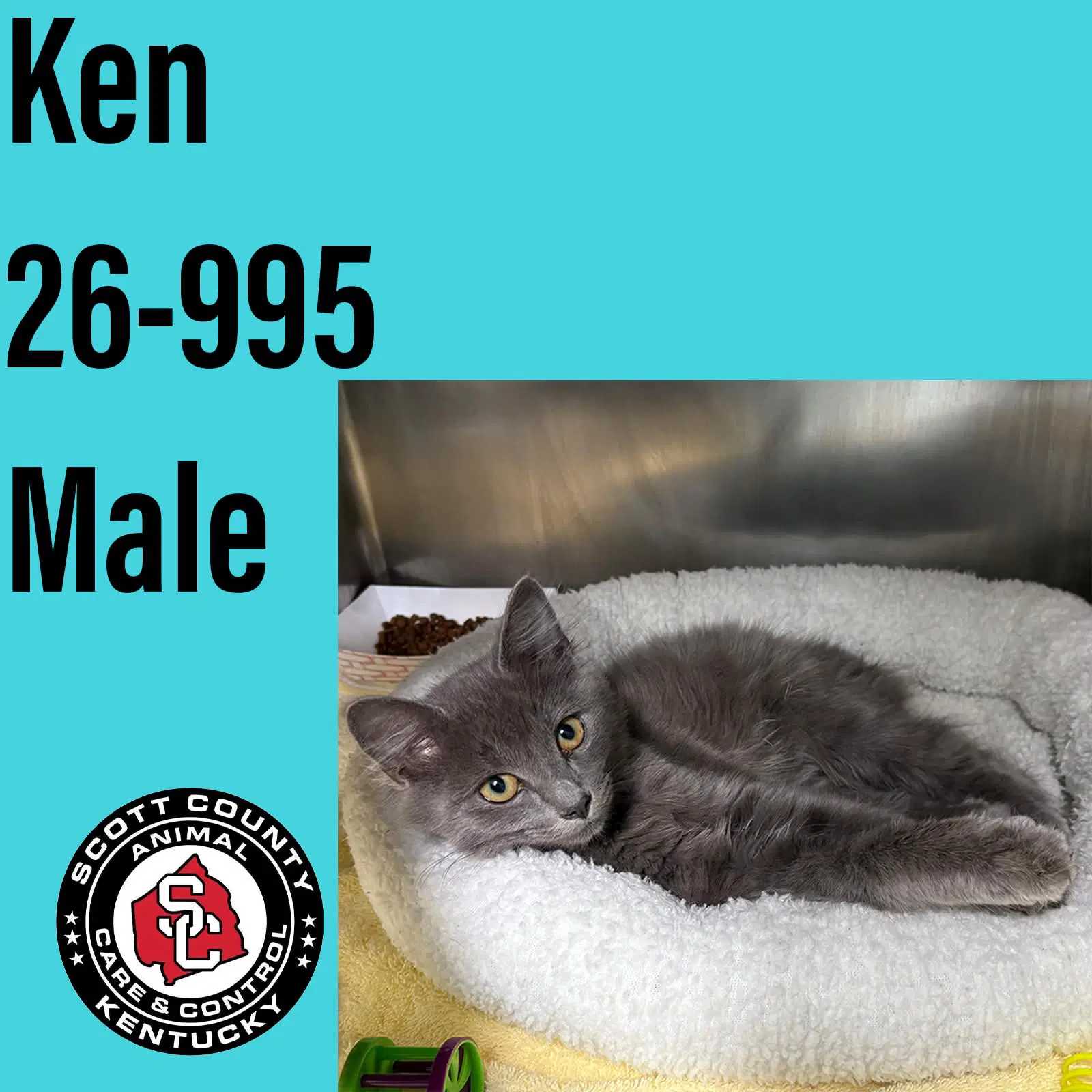 Ken - Domestic Short Hair