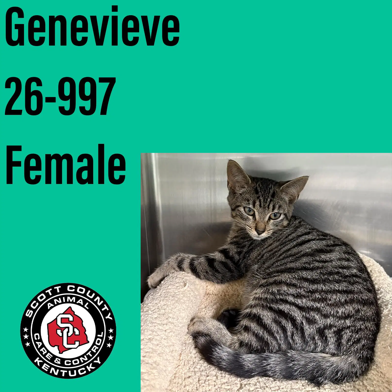 Genevieve - Domestic Short Hair