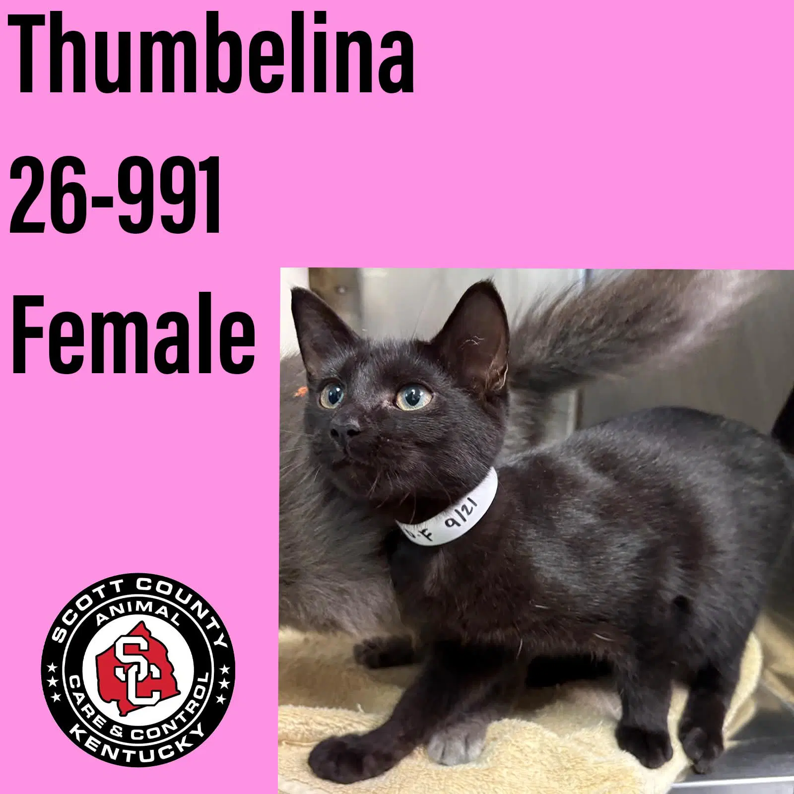 Thumbelina - Domestic Short Hair