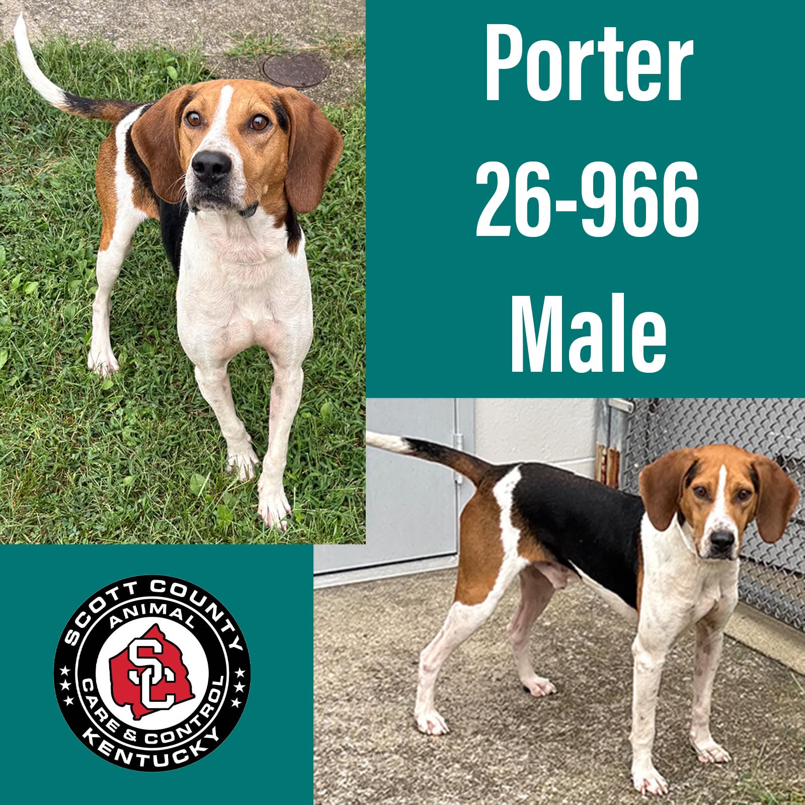 Porter, Hound