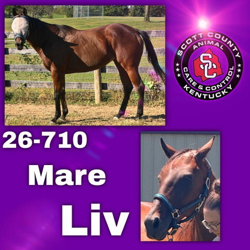 Liv (More Lively), a horse for adoption from Scott County Animal Care and Control